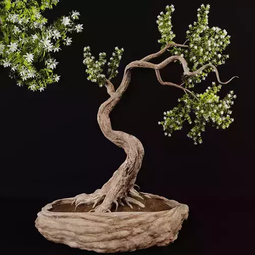 Bonsai plant 01