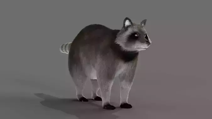 Fur Raccoon Grey NO Rigged in Blender