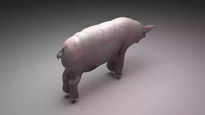 Pig Animal 3D model