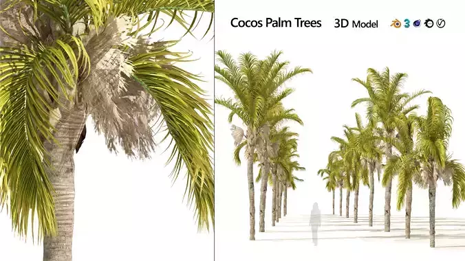 Cocos Palm Trees 3D model
