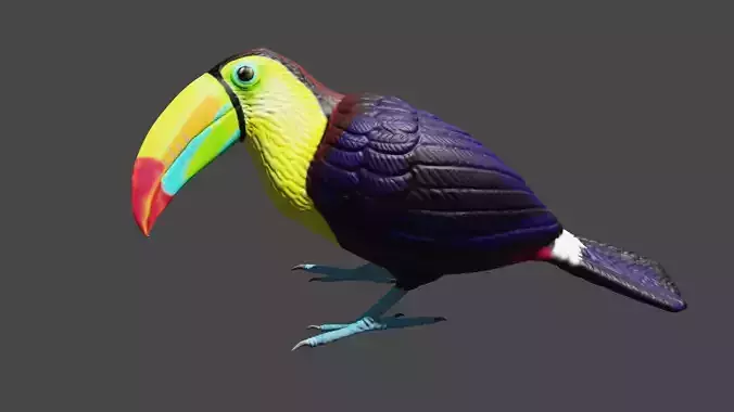 Keel billed Toucan  3D print model