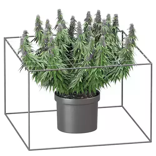 FLOWER PACK 252C 3D model