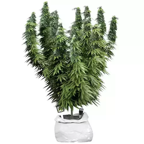 FLOWER PACK 253C 3D model