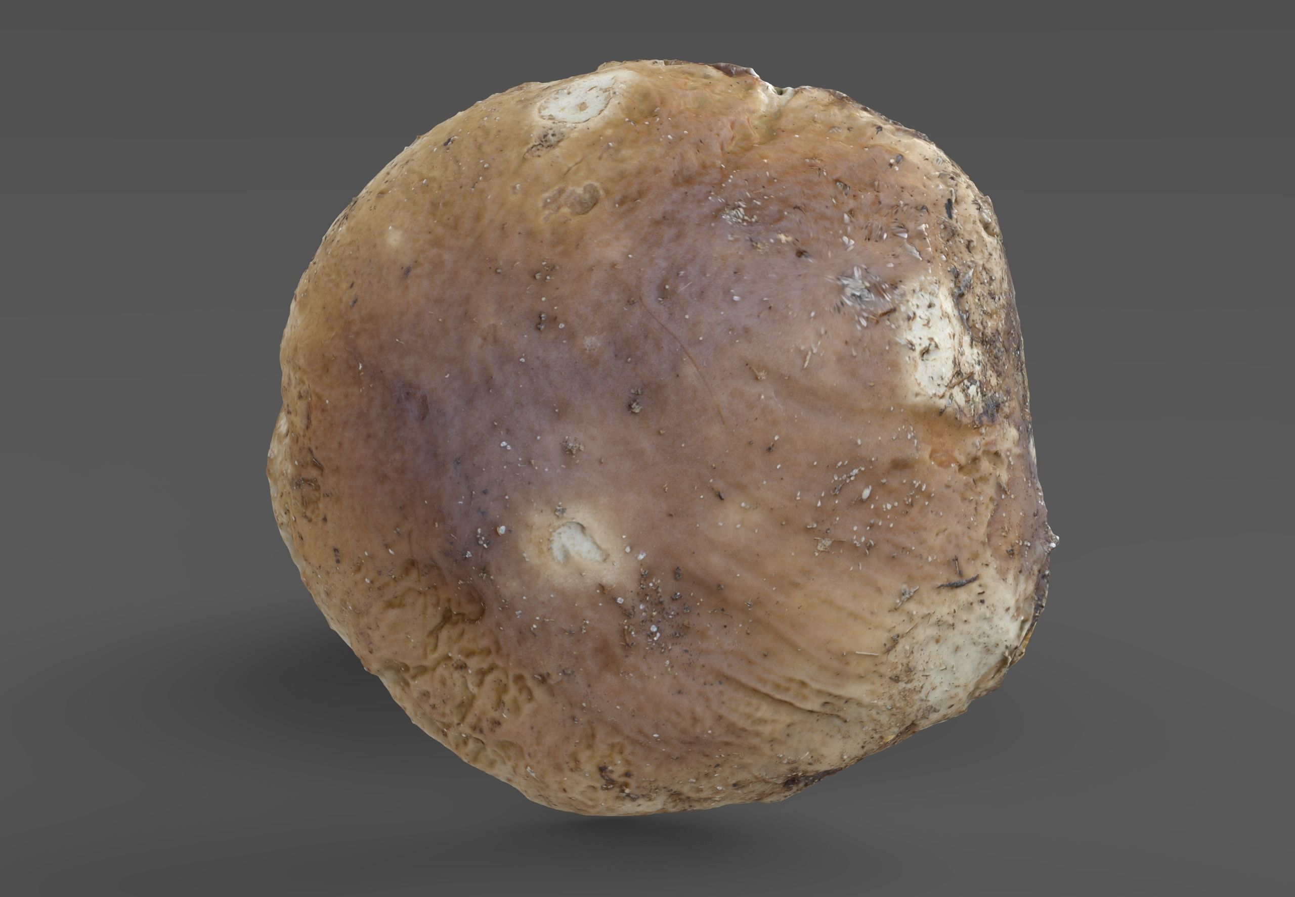 Boletus Edulis or Porcino Low-poly 3D model_5