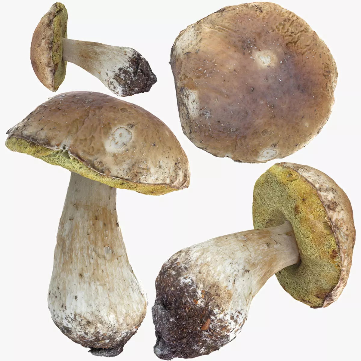 Boletus Edulis or Porcino Low-poly 3D model_0