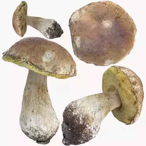 Boletus Edulis or Porcino Low-poly 3D model