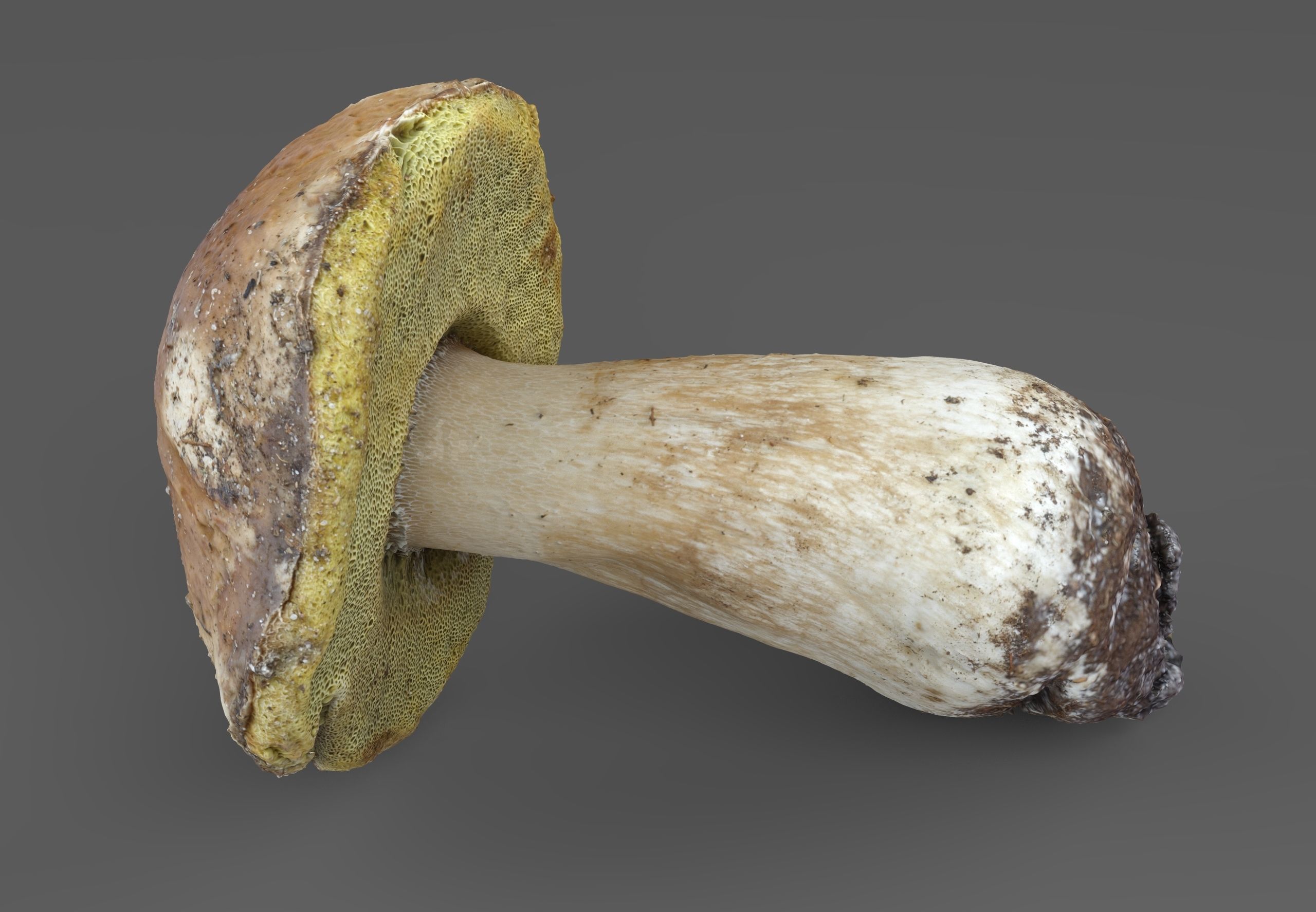 Boletus Edulis or Porcino Low-poly 3D model_4