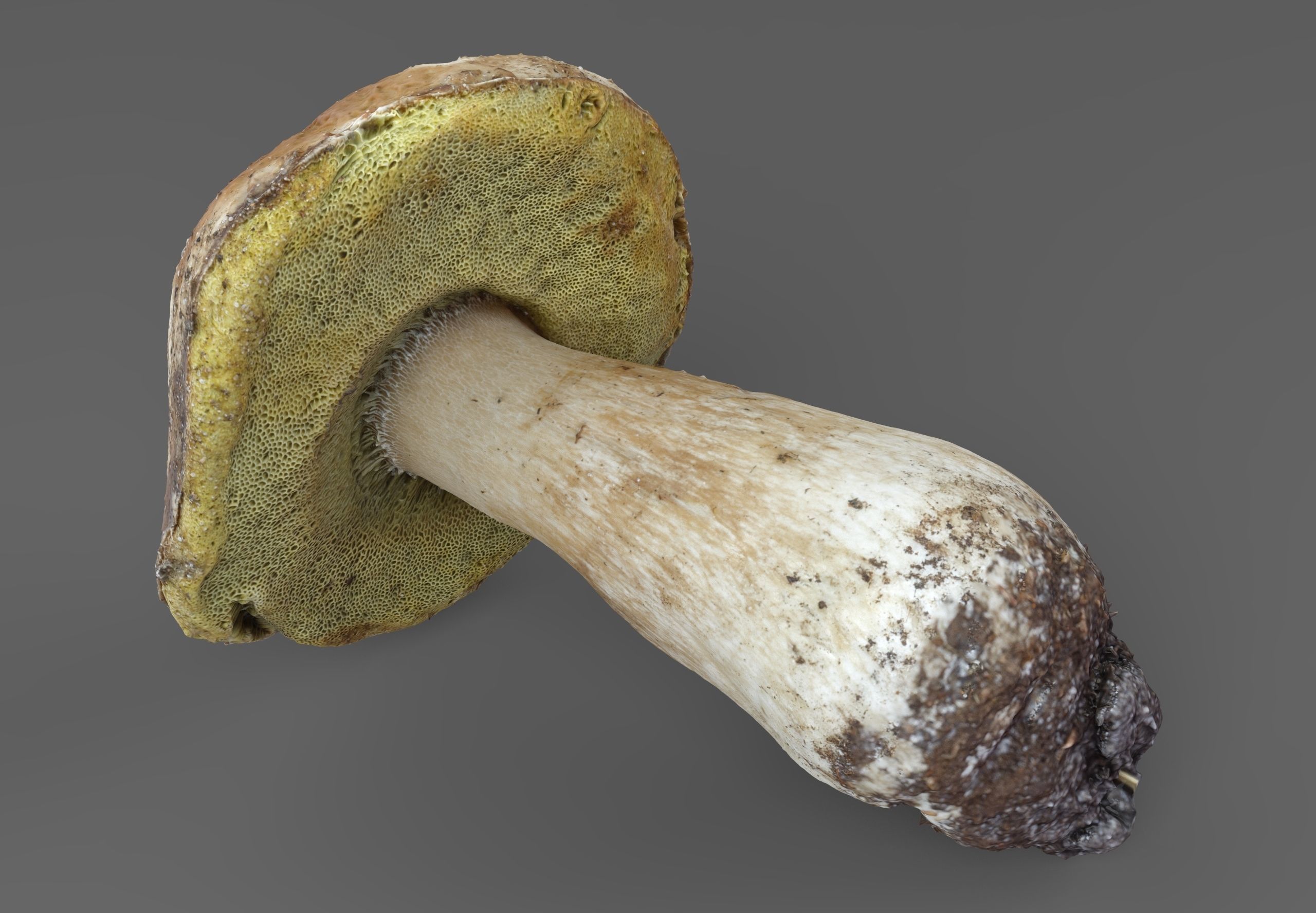 Boletus Edulis or Porcino Low-poly 3D model_3