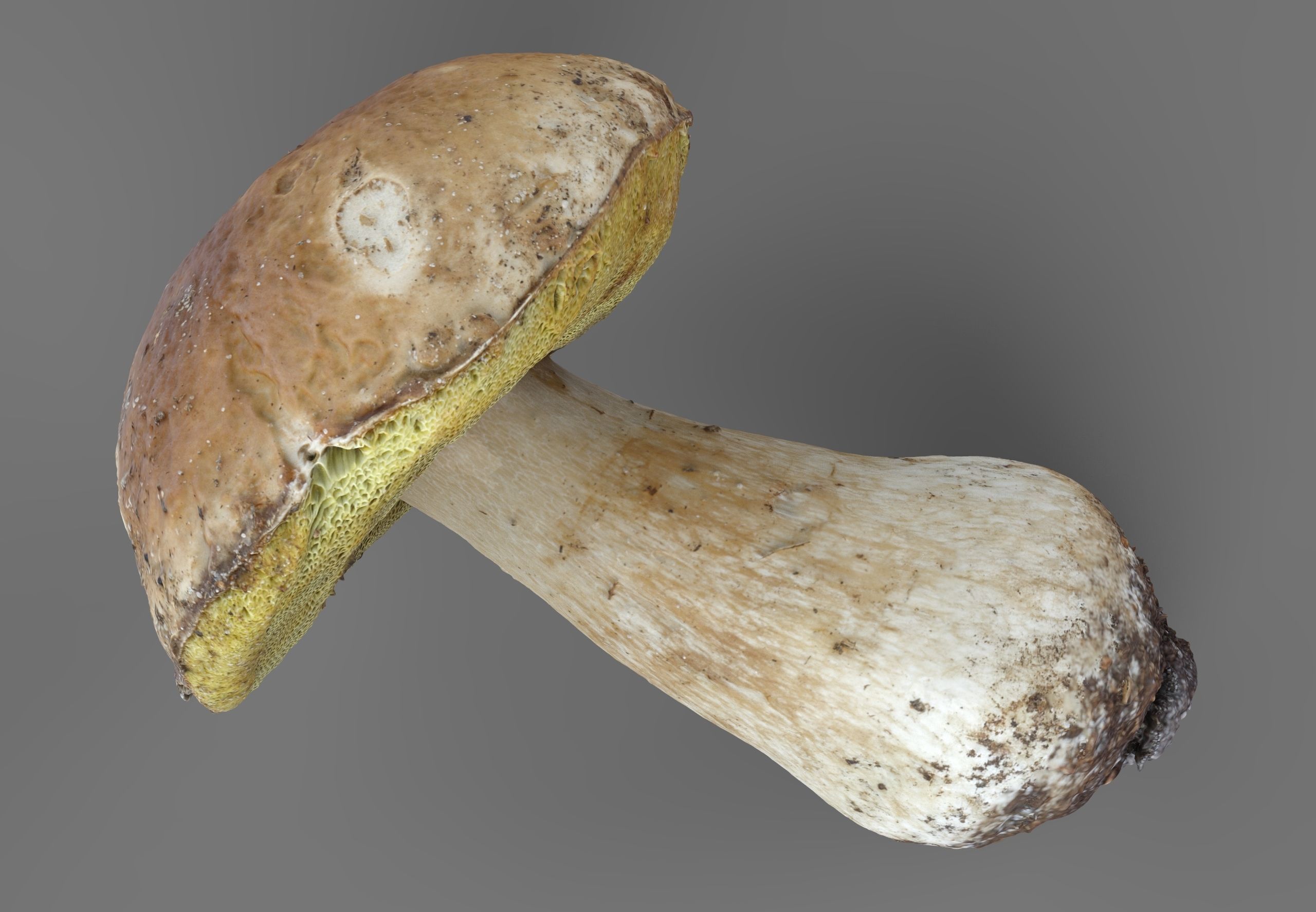 Boletus Edulis or Porcino Low-poly 3D model_6