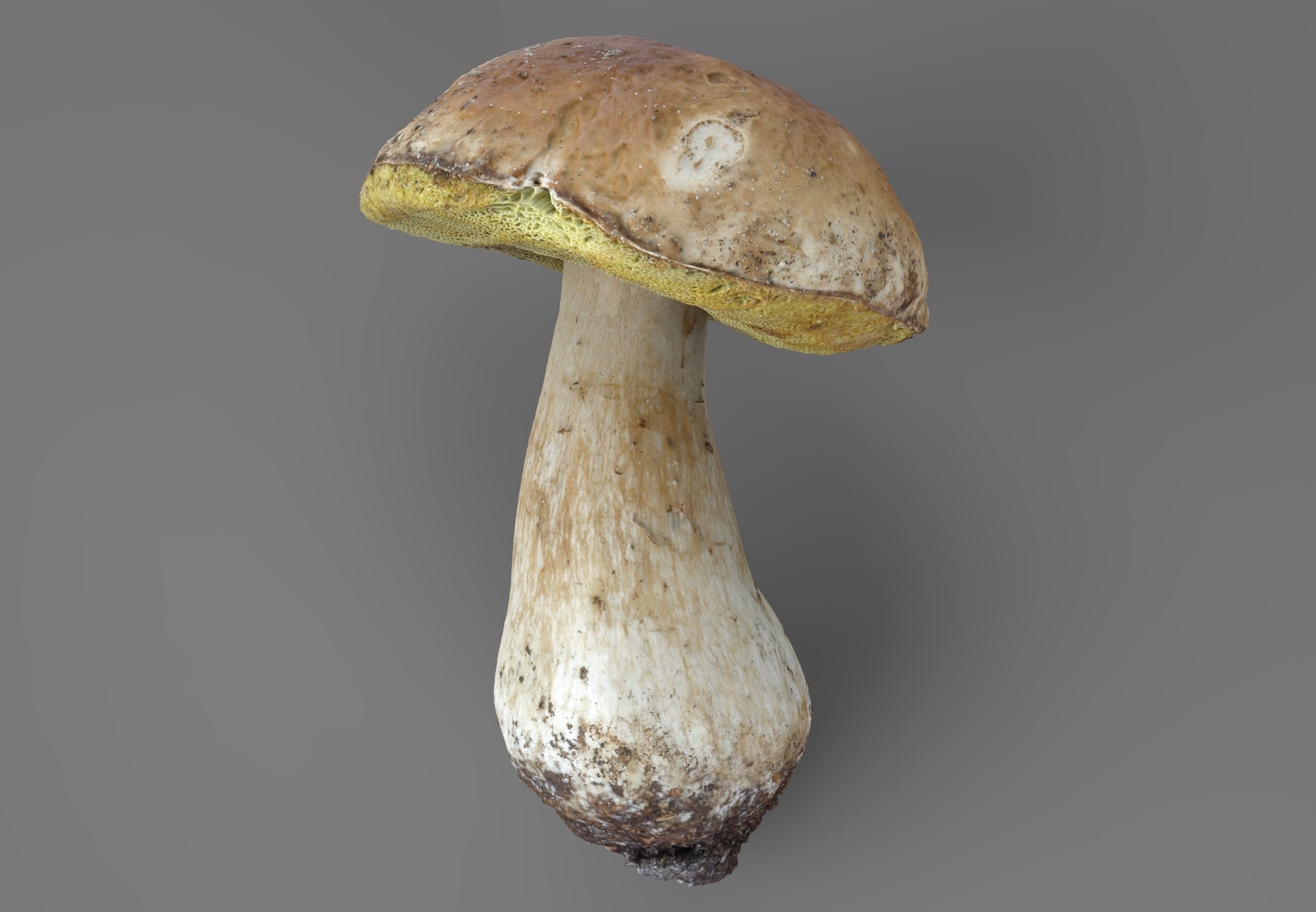 Boletus Edulis or Porcino Low-poly 3D model_2
