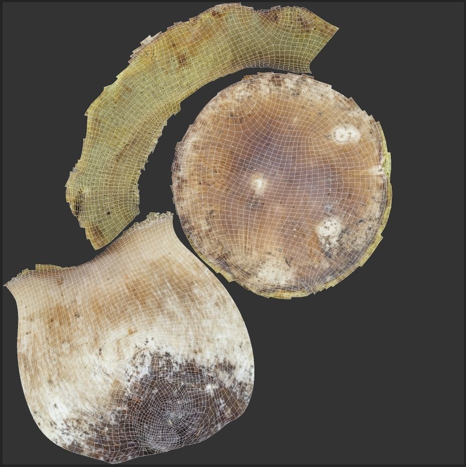 Boletus Edulis or Porcino Low-poly 3D model_8