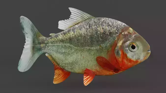 Piranha