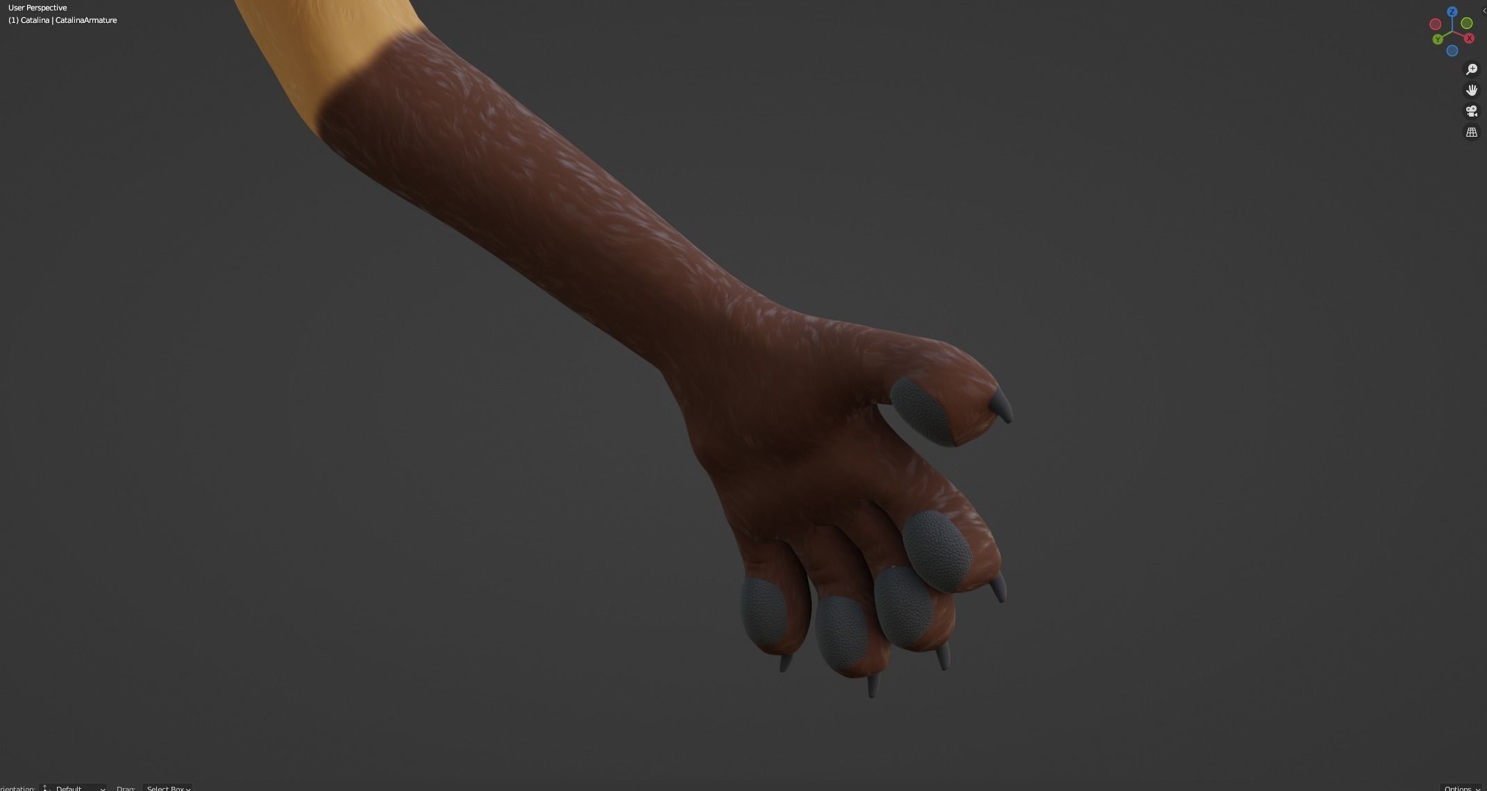 Catalina Anthro Fox 3D model_54