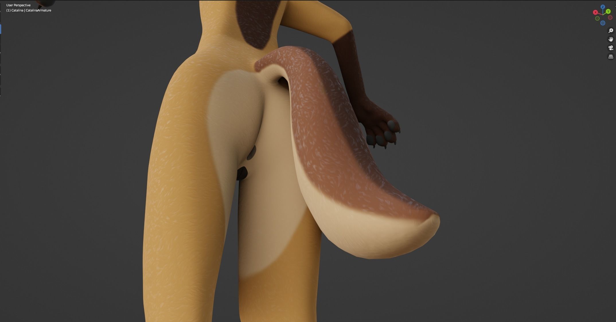 Catalina Anthro Fox 3D model_51