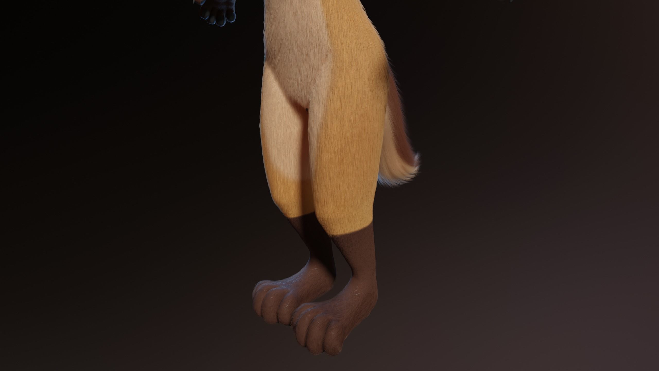Catalina Anthro Fox 3D model_8