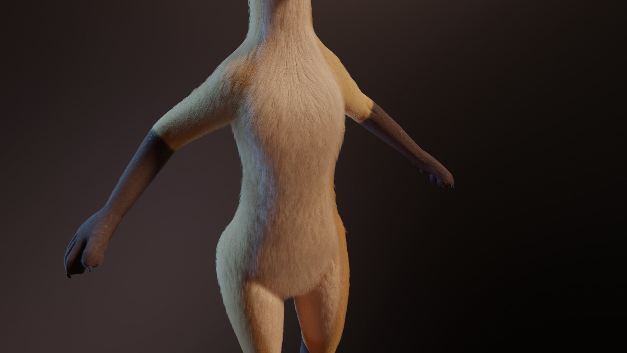 Catalina Anthro Fox 3D model_6