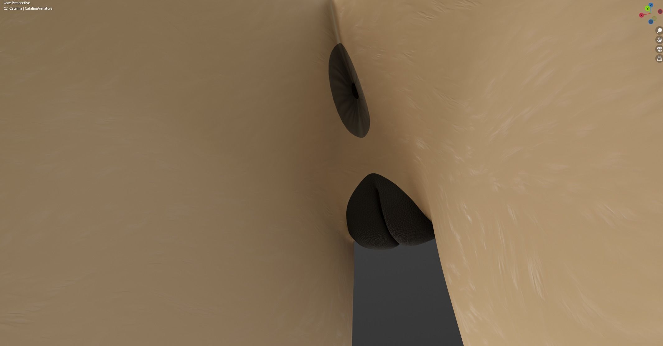 Catalina Anthro Fox 3D model_52