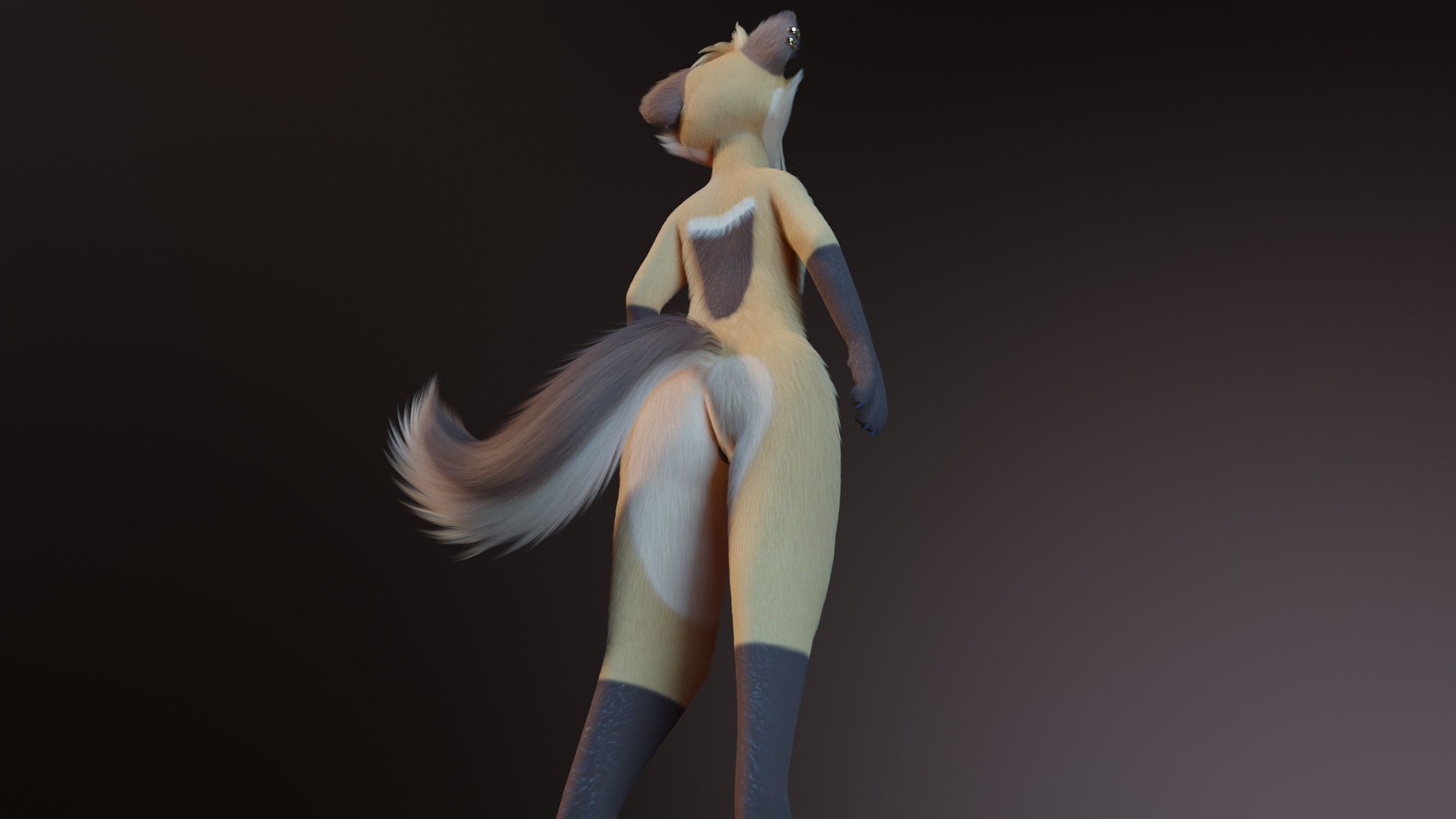 Catalina Anthro Fox 3D model_22