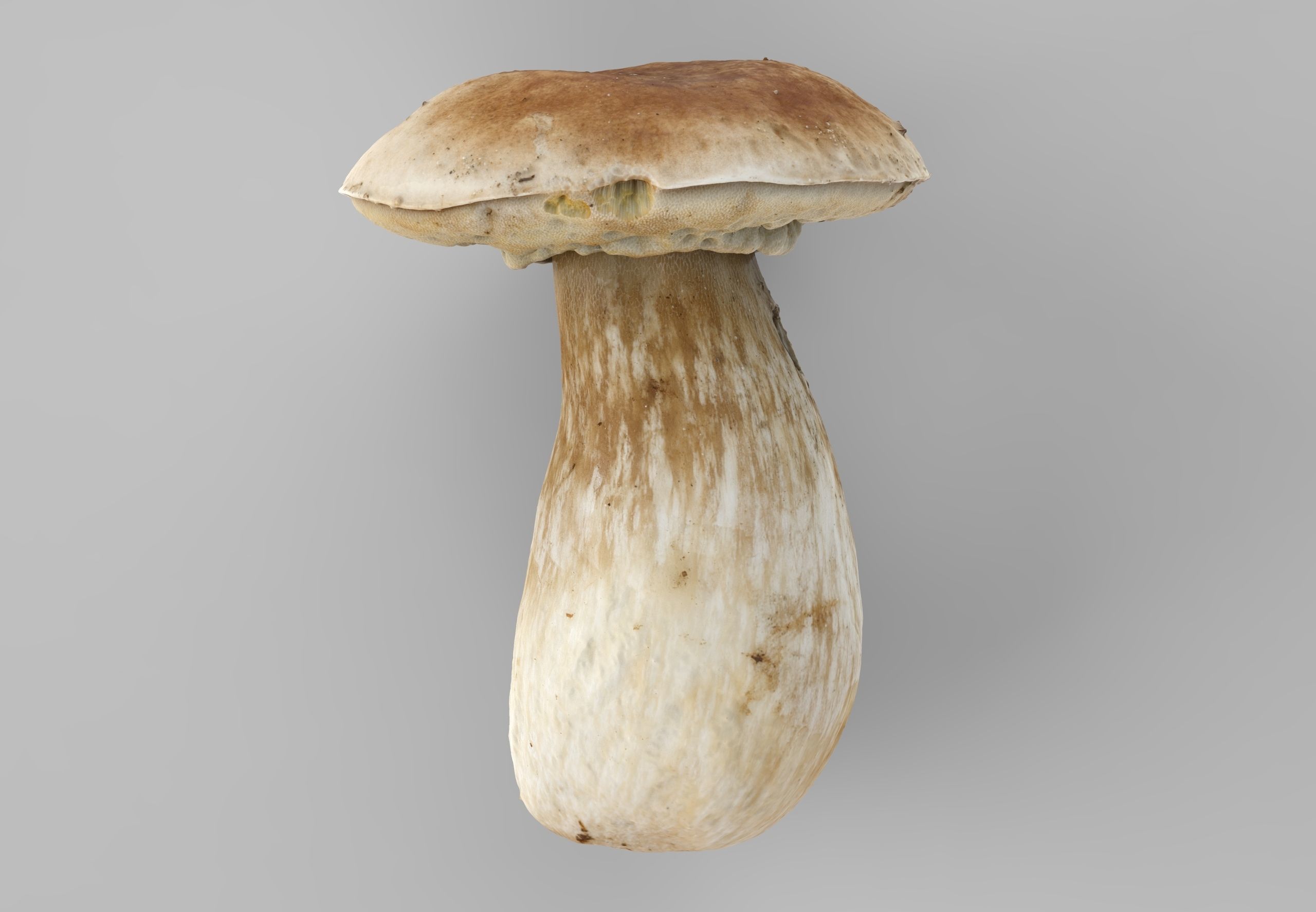 Boletus Edulis or Porcino Low-poly 3D model_2