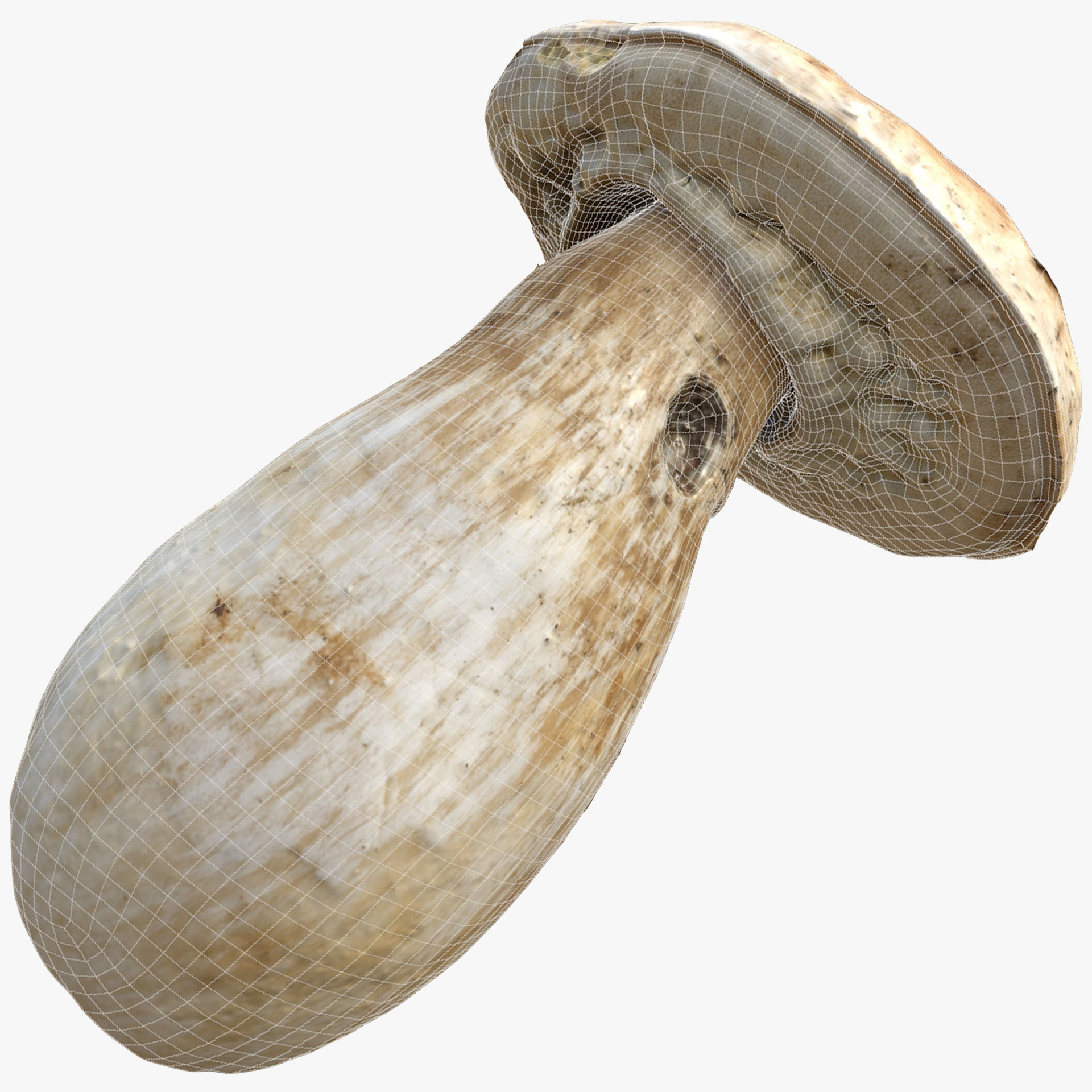 Boletus Edulis or Porcino Low-poly 3D model_7