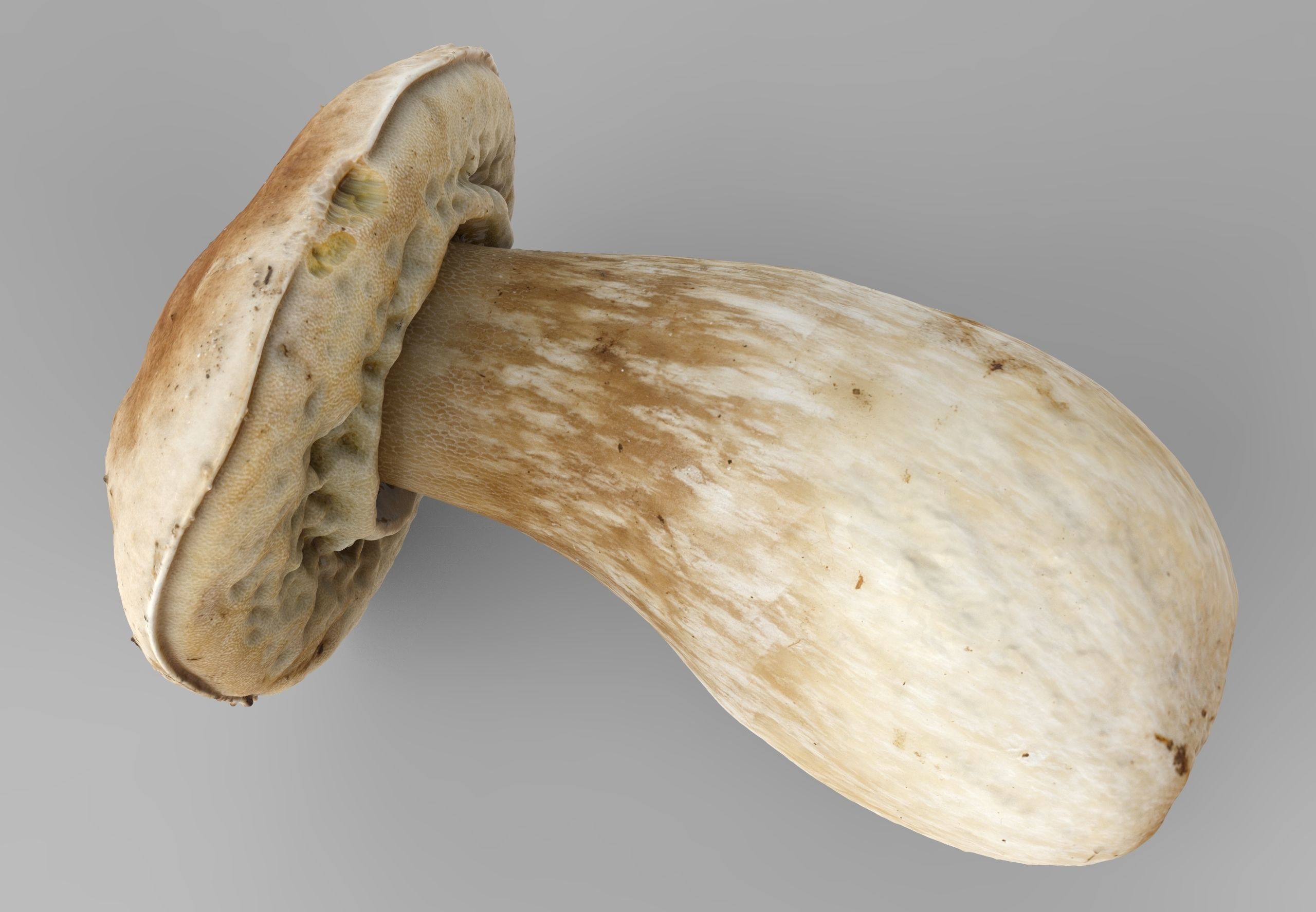Boletus Edulis or Porcino Low-poly 3D model_5