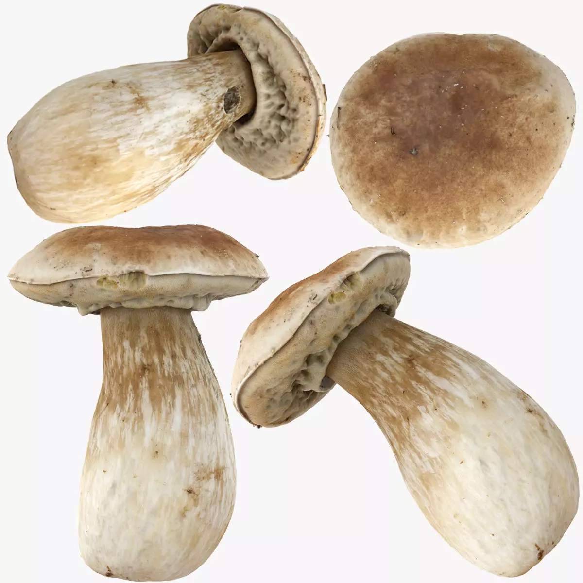 Boletus Edulis or Porcino Low-poly 3D model_0