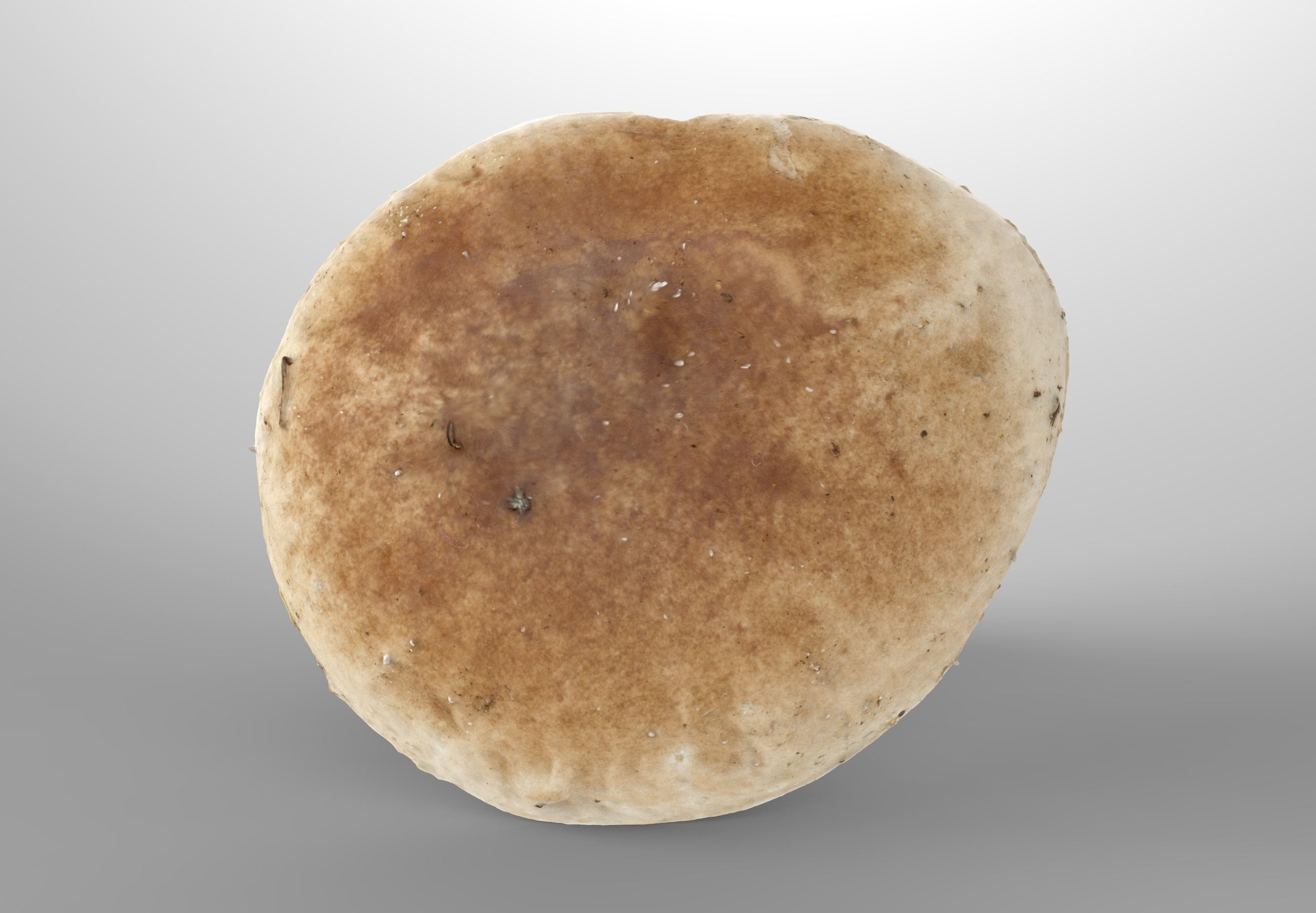 Boletus Edulis or Porcino Low-poly 3D model_4