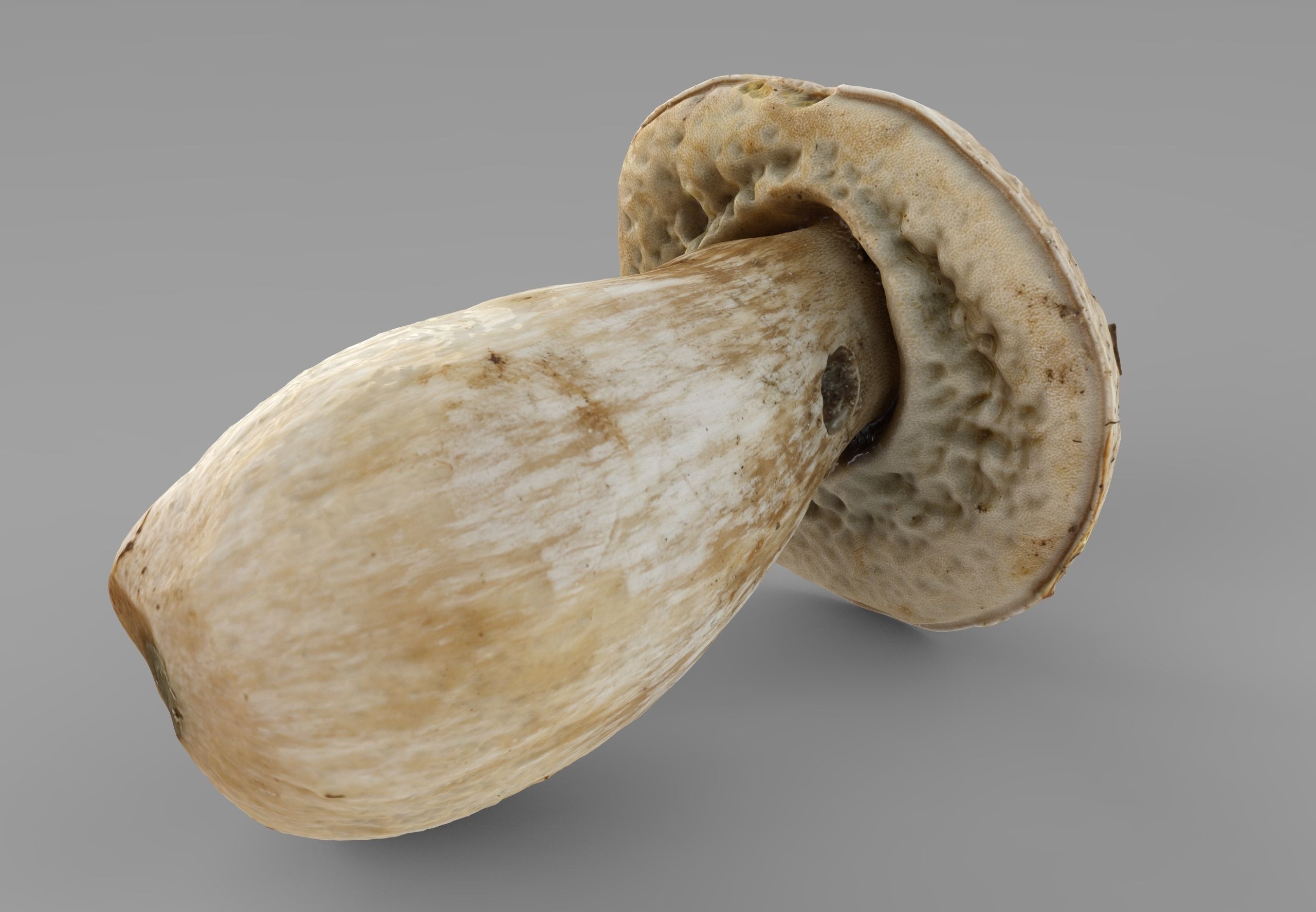 Boletus Edulis or Porcino Low-poly 3D model_3