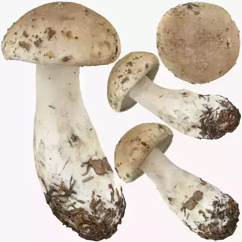 Boletus Edulis or Porcino Low-poly 3D model