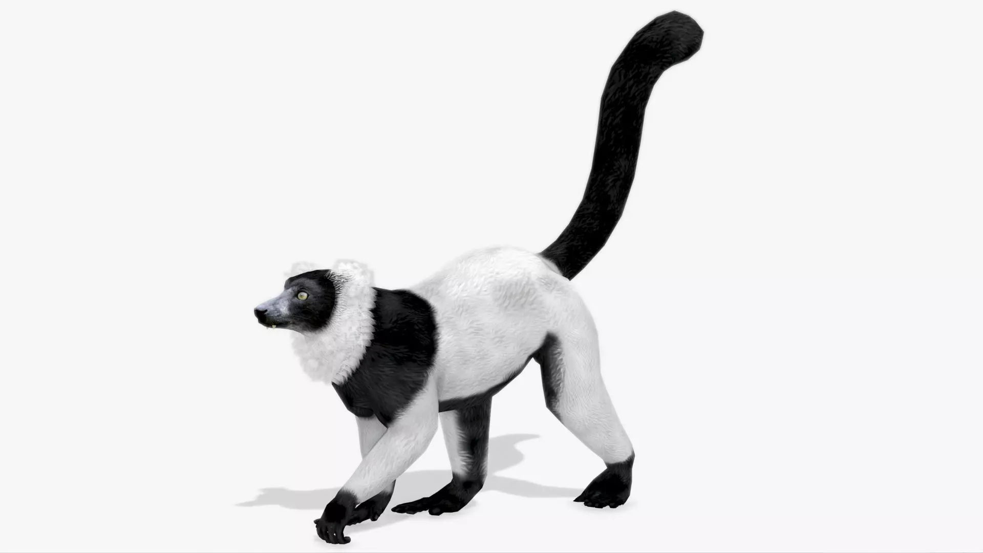 Hills Ruffed Lemur Low-poly 3D model_0