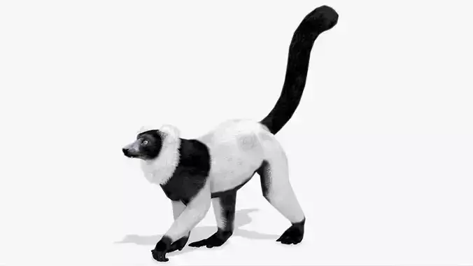 Hills Ruffed Lemur Low-poly 3D model