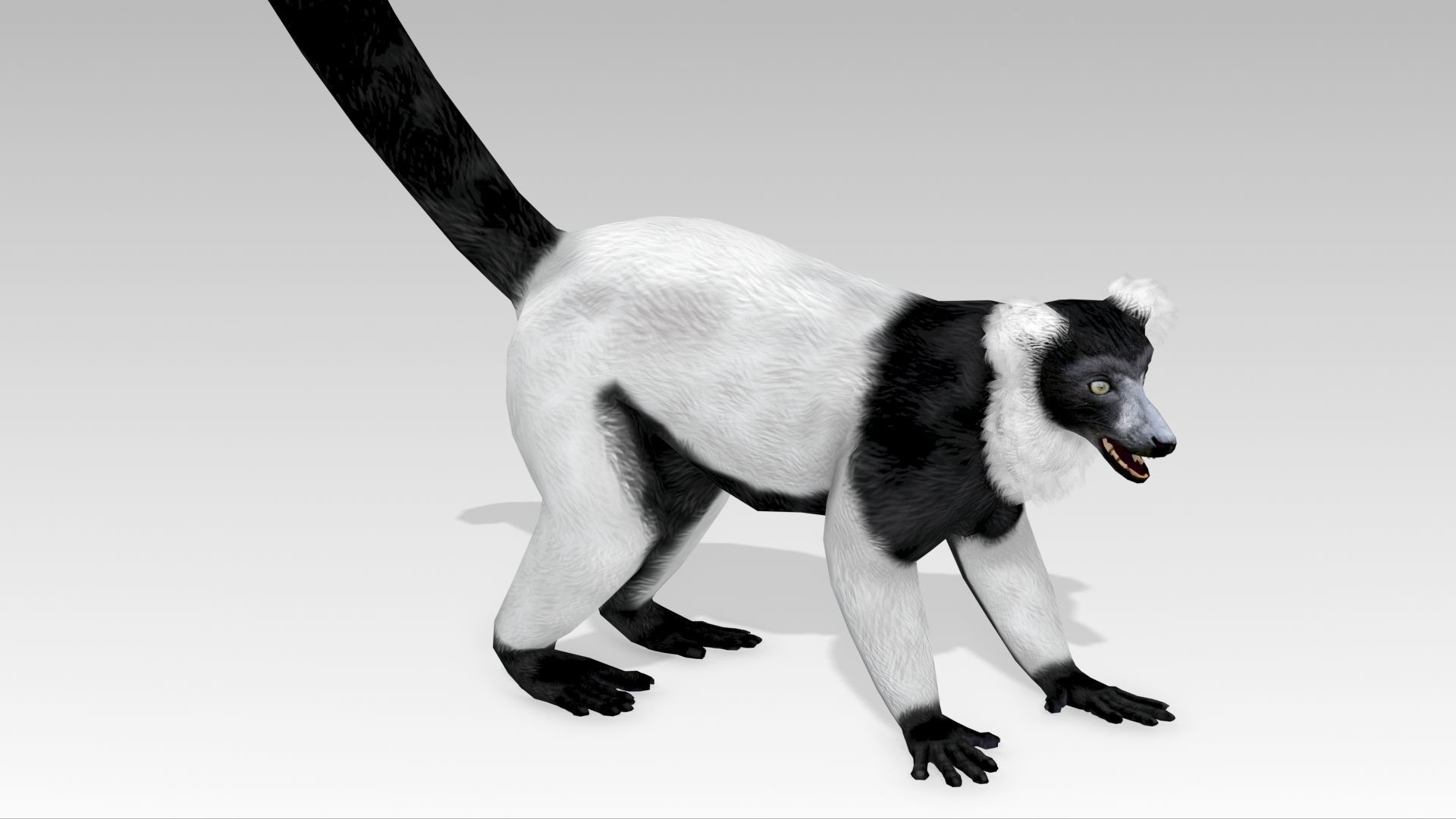 Hills Ruffed Lemur Low-poly 3D model_14