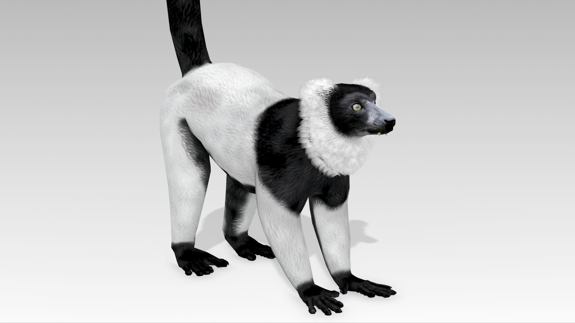 Hills Ruffed Lemur Low-poly 3D model_3