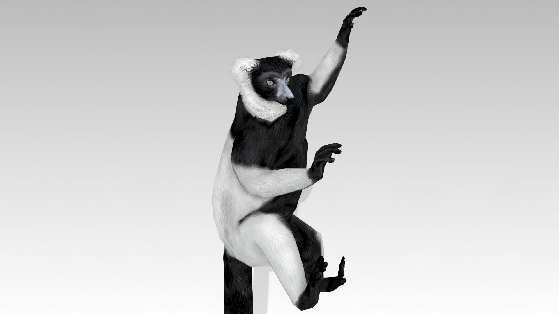 Hills Ruffed Lemur Low-poly 3D model_10