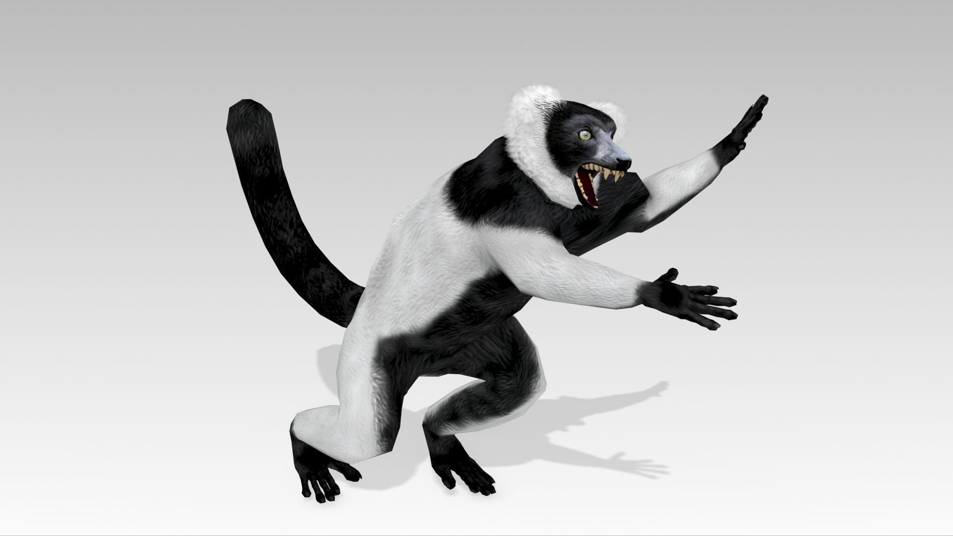 Hills Ruffed Lemur Low-poly 3D model_12