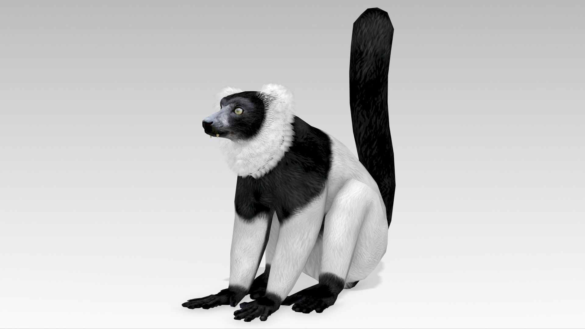 Hills Ruffed Lemur Low-poly 3D model_5