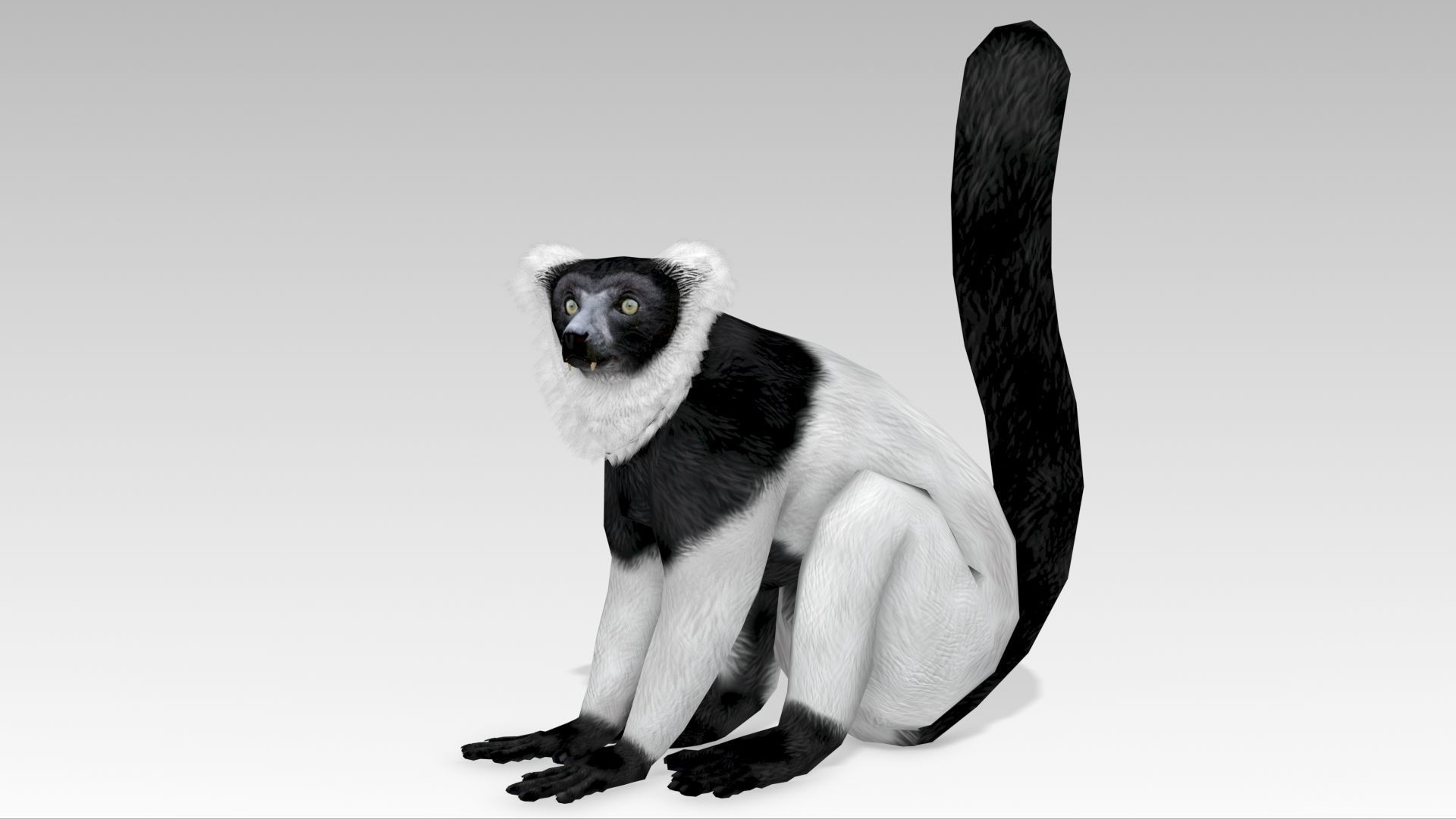 Hills Ruffed Lemur Low-poly 3D model_6