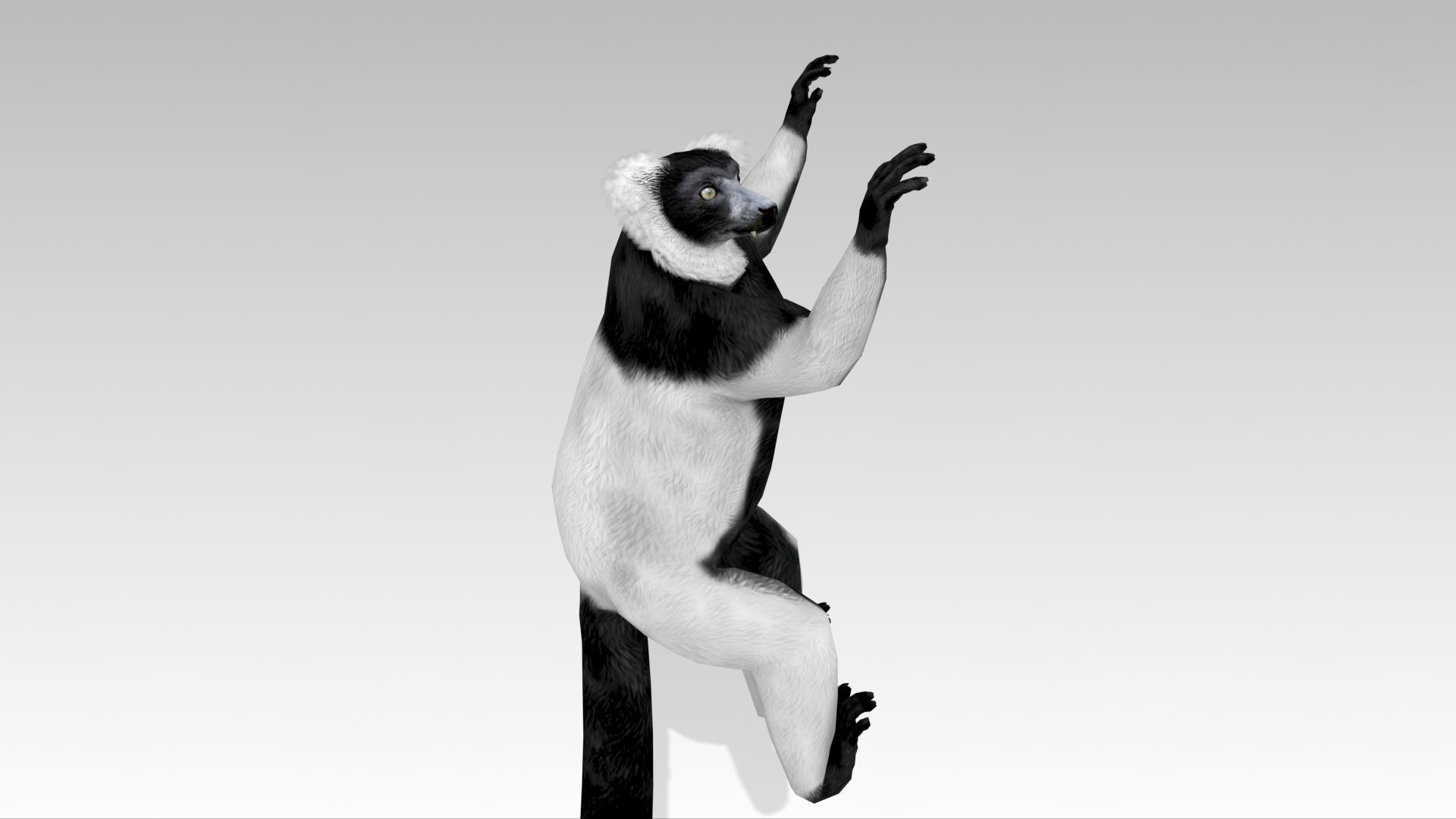 Hills Ruffed Lemur Low-poly 3D model_8