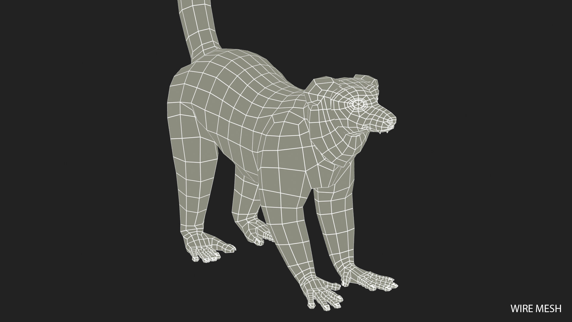 Hills Ruffed Lemur Low-poly 3D model_16