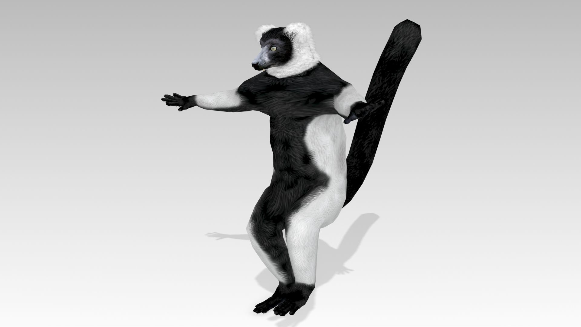 Hills Ruffed Lemur Low-poly 3D model_11