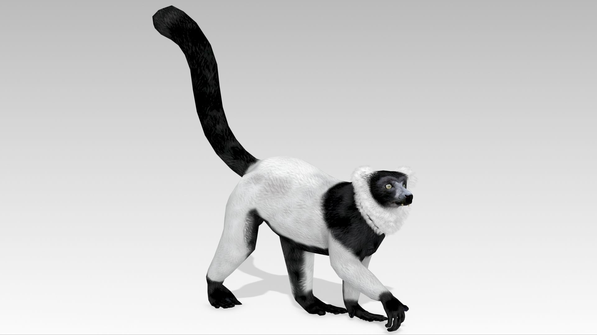 Hills Ruffed Lemur Low-poly 3D model_7