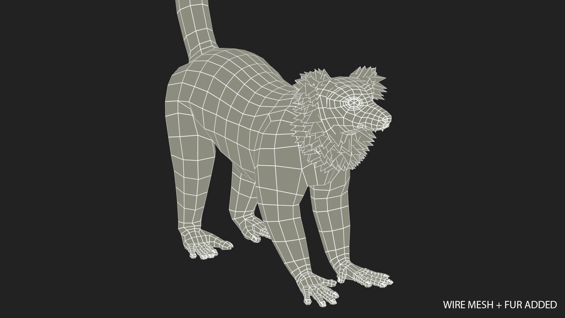 Hills Ruffed Lemur Low-poly 3D model_15