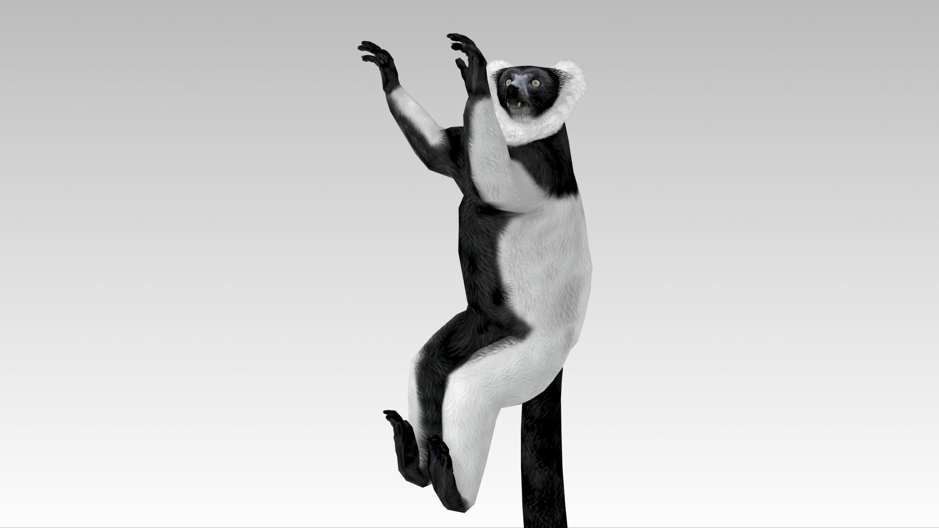 Hills Ruffed Lemur Low-poly 3D model_9