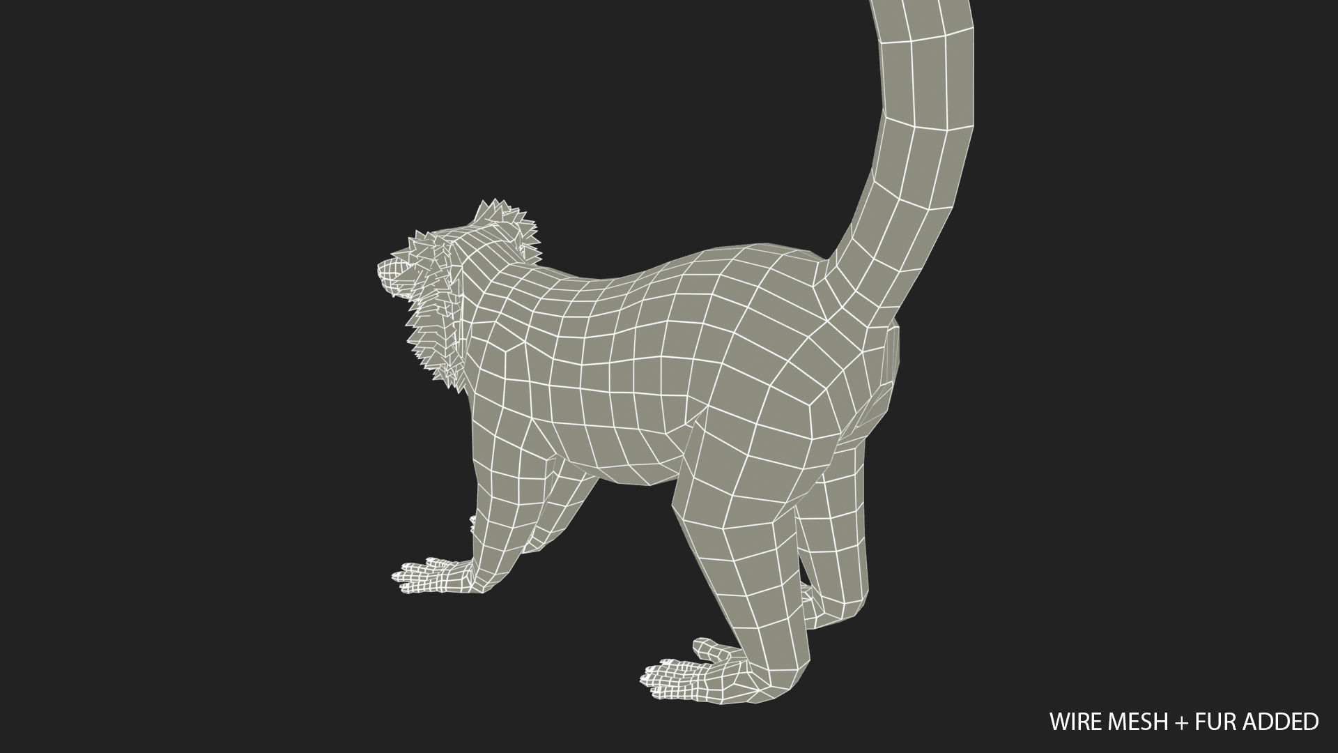 Hills Ruffed Lemur Low-poly 3D model_17