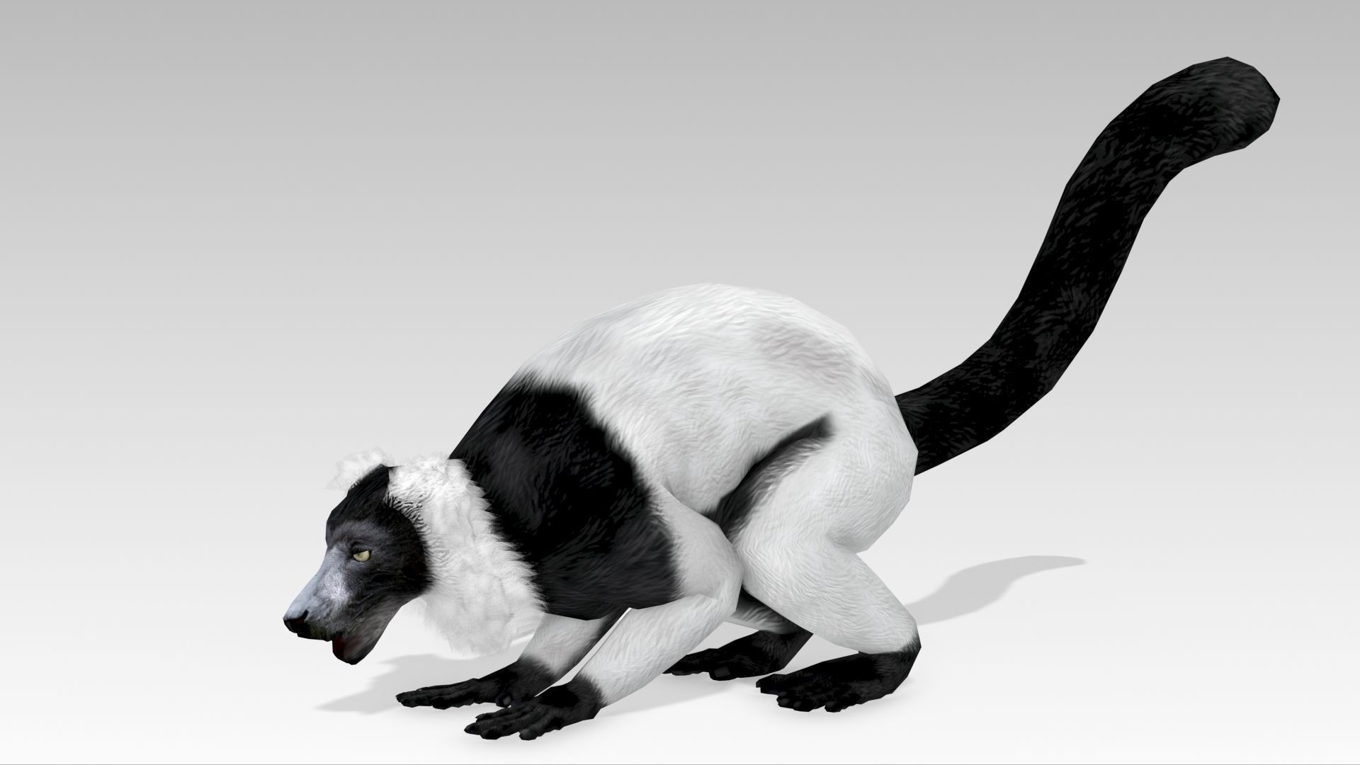 Hills Ruffed Lemur Low-poly 3D model_13