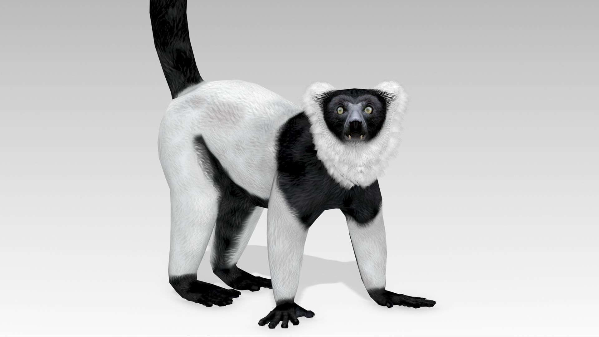 Hills Ruffed Lemur Low-poly 3D model_4