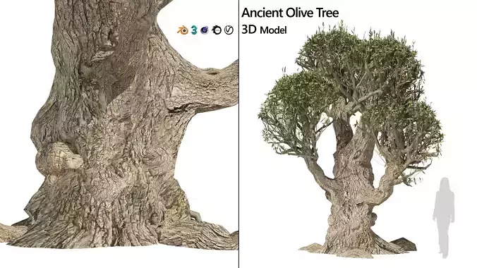 Ancient Olive Tree