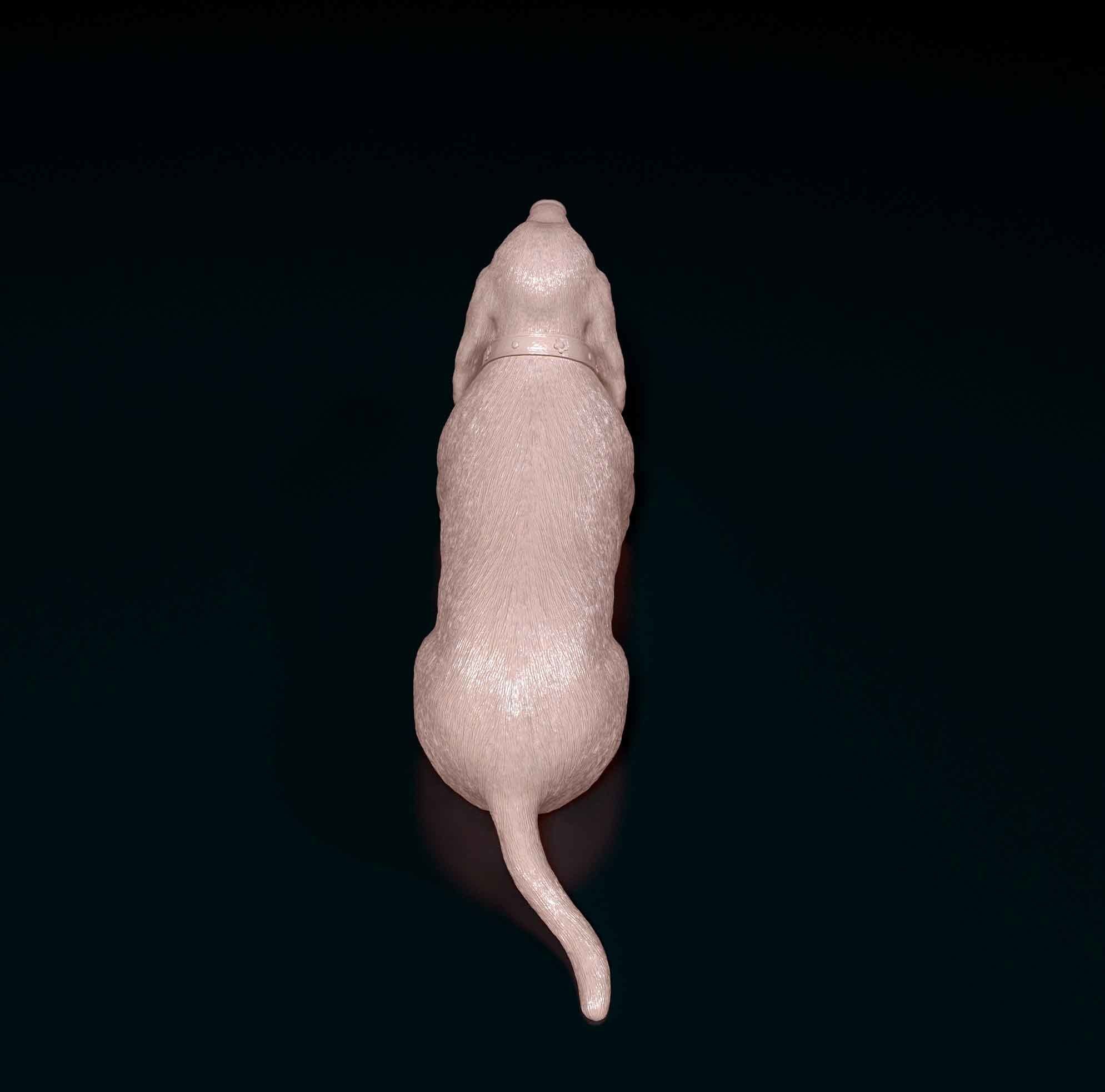 Basset Hound 3D print model_3