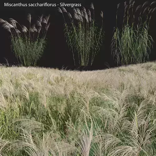 Miscanthus sacchariflorus - Silvergrass