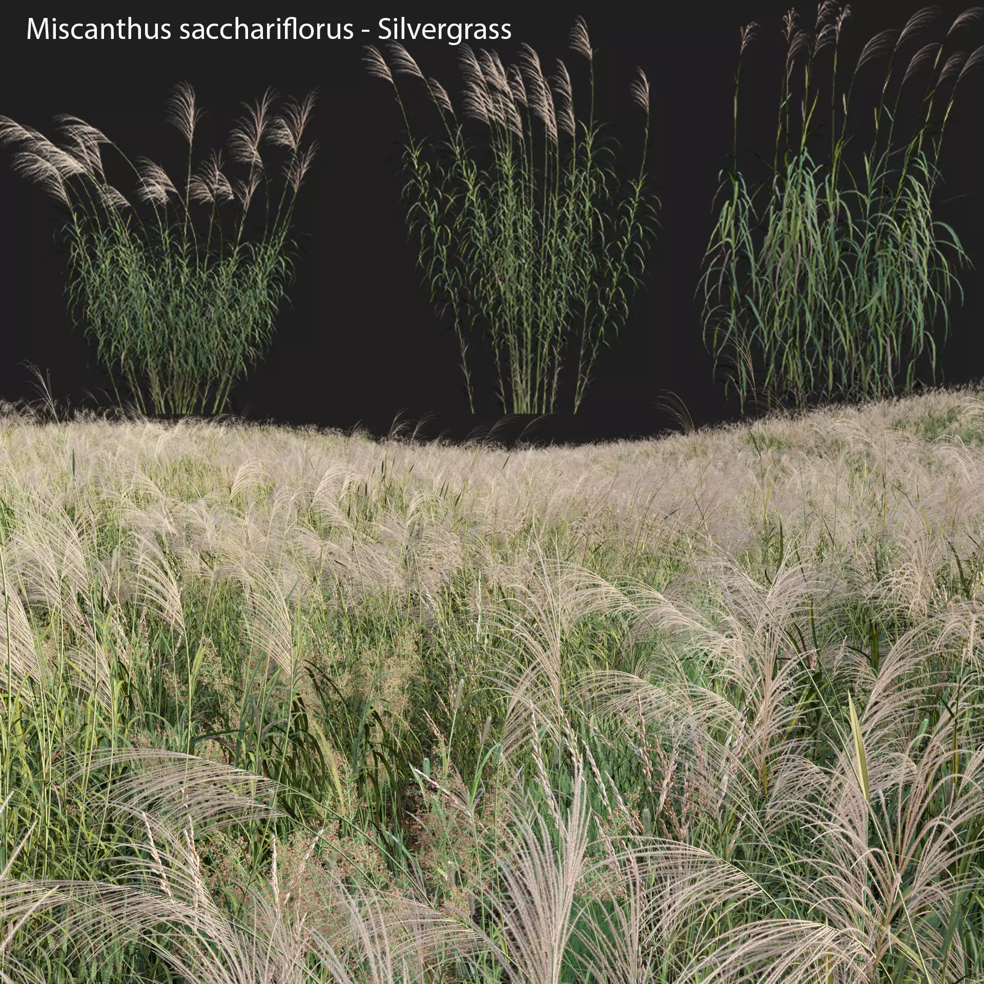 Miscanthus sacchariflorus - Silvergrass 3D model
